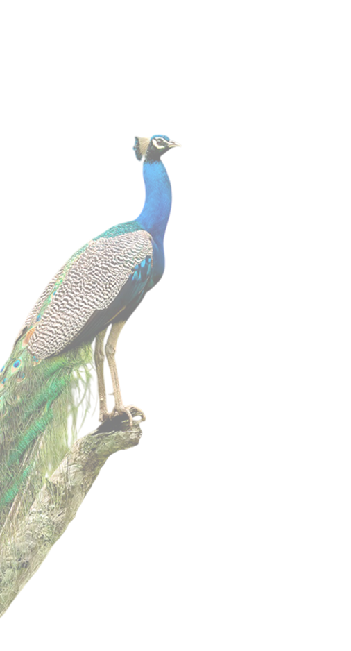 Peacock