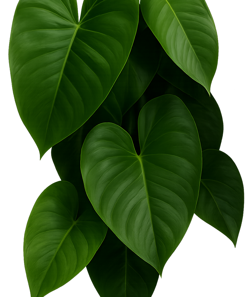 Lush tropical plant