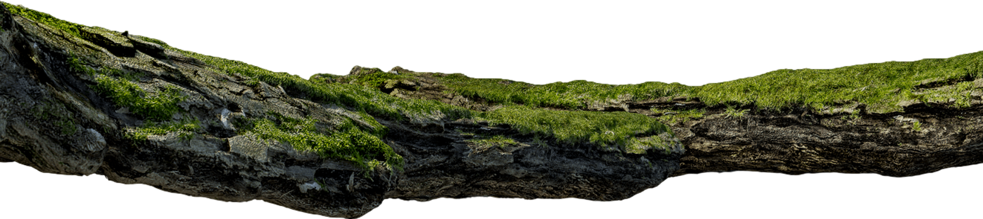 Moss-covered rock